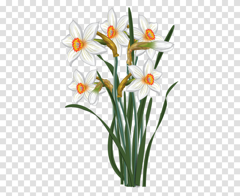 Flowers Vector Narcissus Malowanki Clip Art Of The Flower Narcissus, Plant, Blossom, Lily, Daffodil Transparent Png