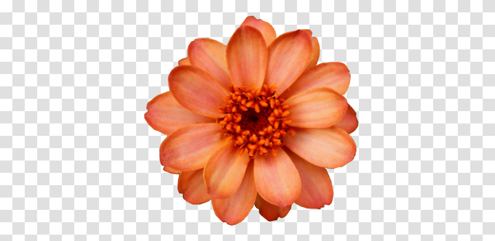 Flowers Watercolor, Dahlia, Plant, Blossom, Daisy Transparent Png