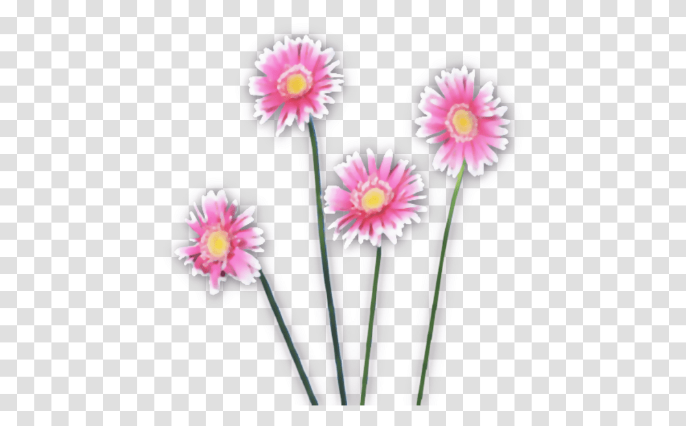 Flowers Watercolor Pink Free Images Vector Girly, Plant, Blossom, Dahlia, Daisy Transparent Png