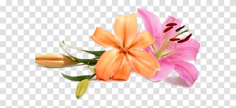 Flowers Wedding Background Wedding Flowers Hd, Plant, Blossom, Petal, Lily Transparent Png