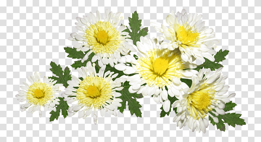 Flowers White Chrysanthemum Mothers Hoa Cc Trng, Plant, Petal, Daisy, Asteraceae Transparent Png