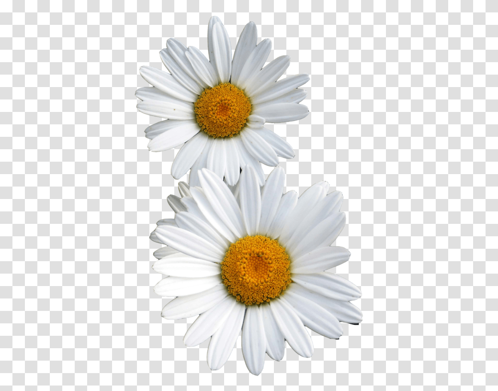 Flowers White Flower Tumblr, Plant, Daisy, Daisies, Blossom Transparent Png