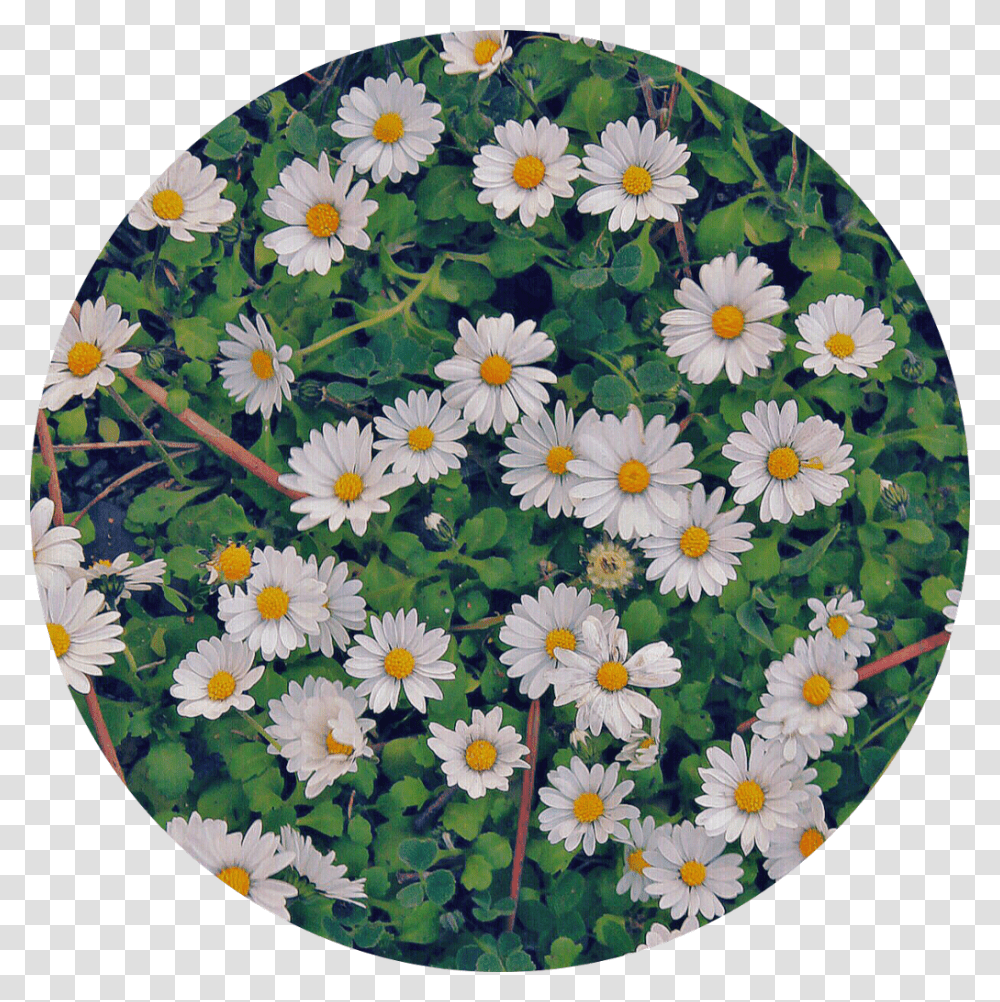 Flowers White Green Nature Circle Background Oxeye Daisy, Rug, Aster Transparent Png