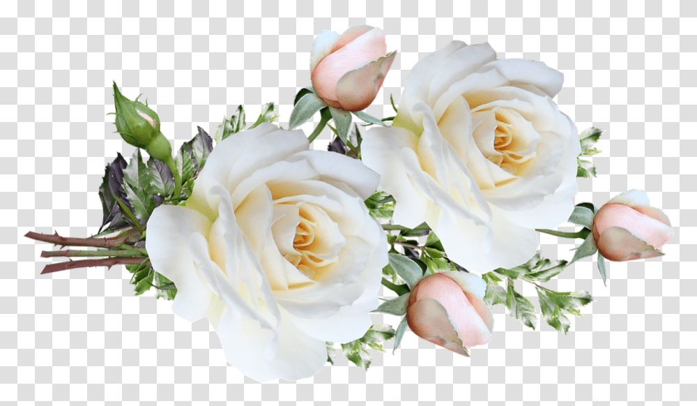 Flowers White Roses Garden Roses, Plant, Blossom, Flower Bouquet, Flower Arrangement Transparent Png