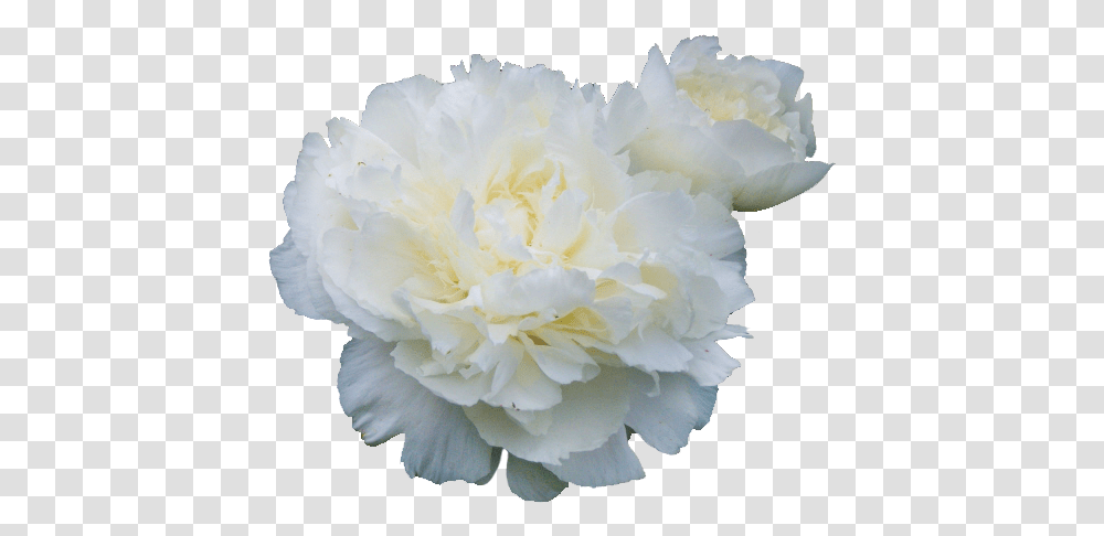 Flowers White White Peonies No Background, Plant, Rose, Blossom, Carnation Transparent Png