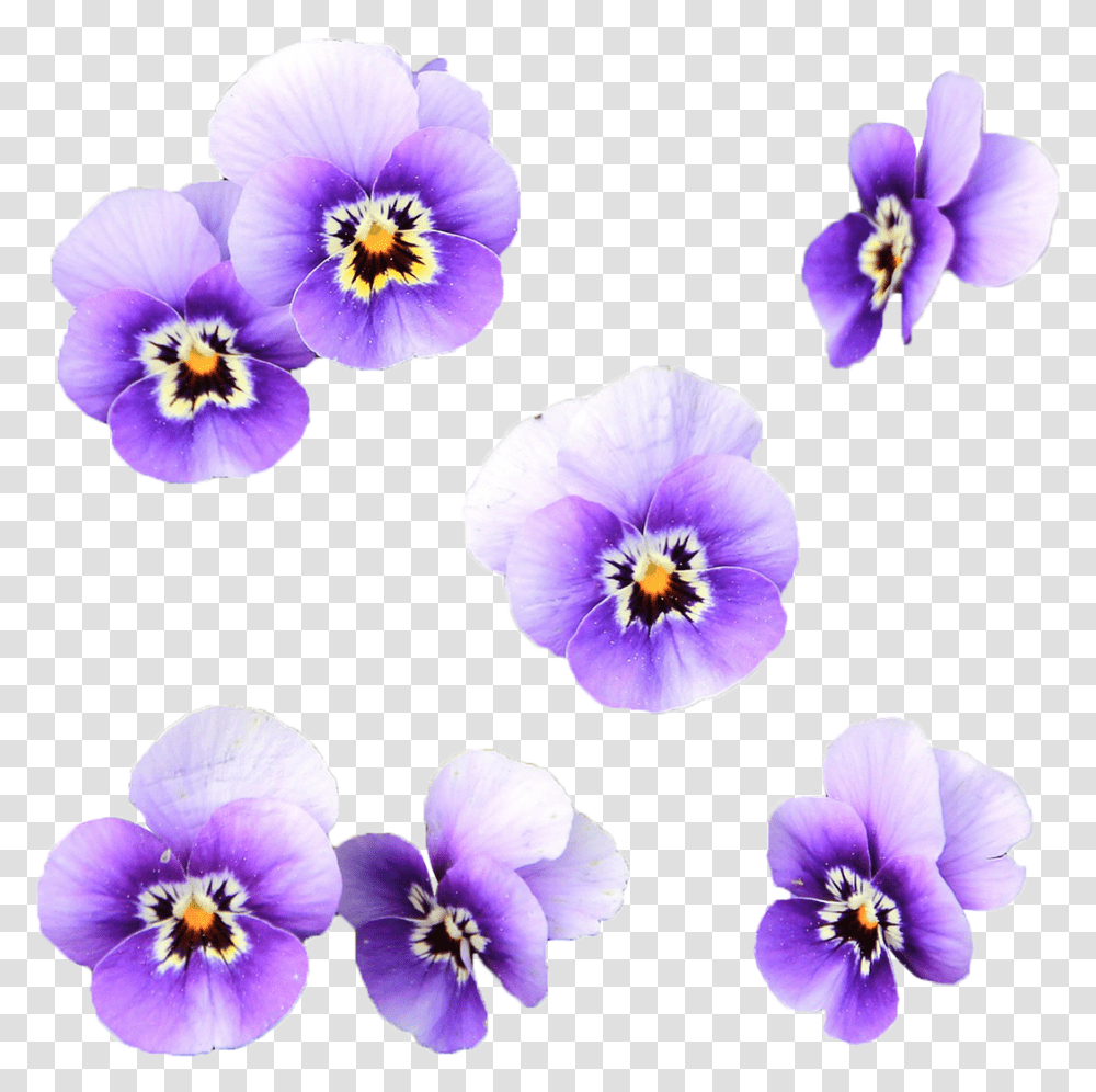Flowers Wild Flower Flores Color Lila, Plant, Blossom, Petal, Geranium Transparent Png