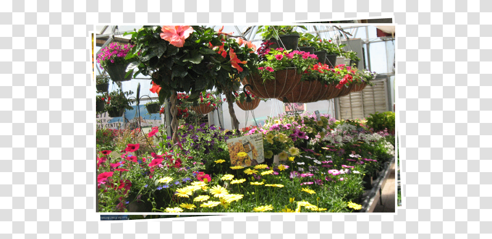 Flowers With Different Colors Yard, Outdoors, Garden, Plant, Arbour Transparent Png