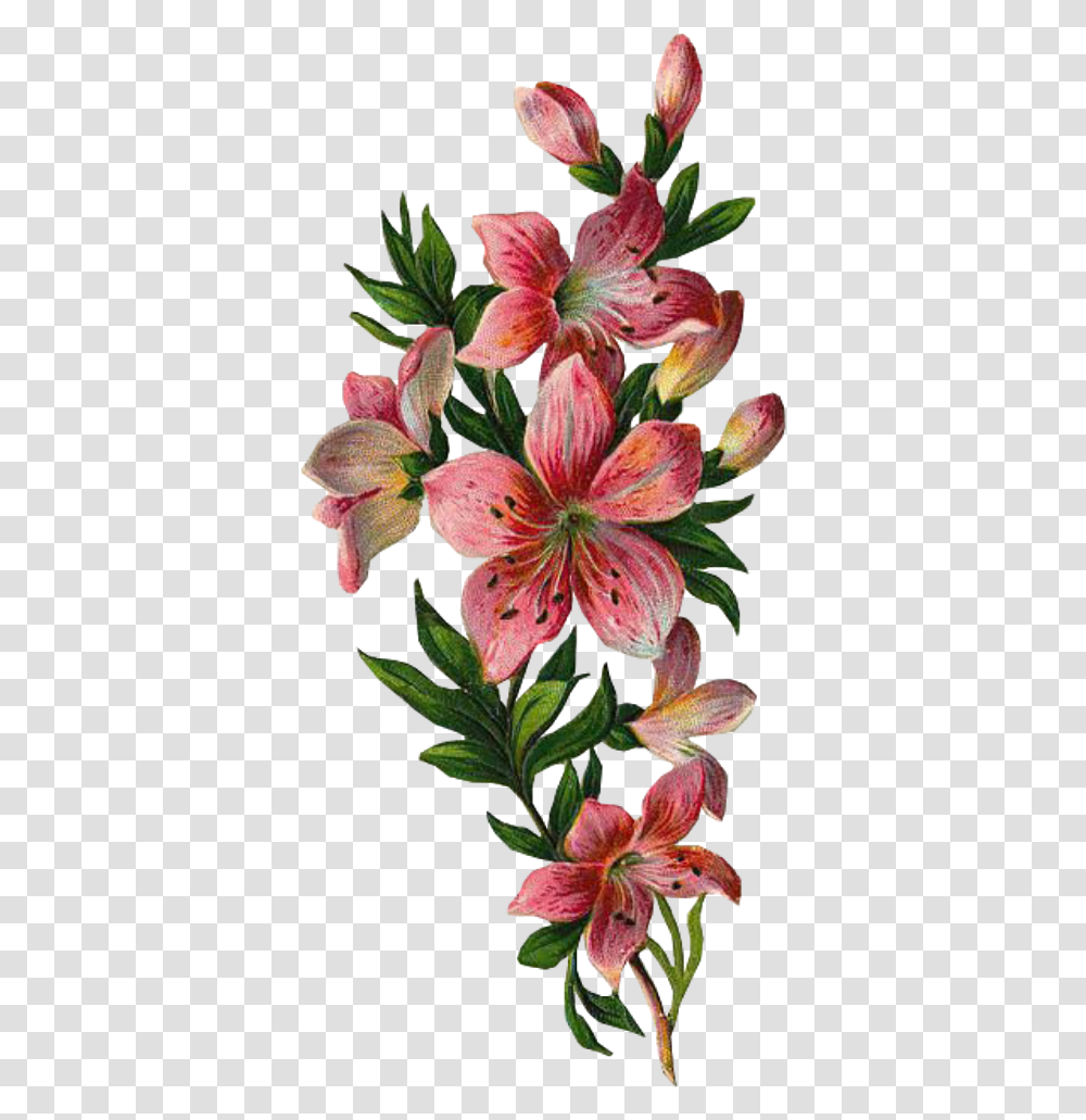 Flowers With Leaves, Plant, Blossom, Lily, Geranium Transparent Png