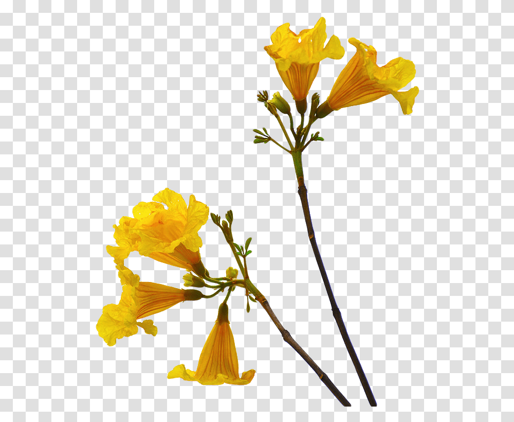 Flowers With Stem, Plant, Blossom, Acanthaceae, Petal Transparent Png