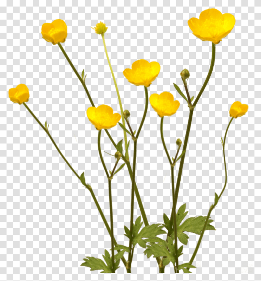 Flowers Yellow Overlay Buttercups Lawn Wildflowers Buttercup Flower, Plant, Blossom, Vase, Jar Transparent Png