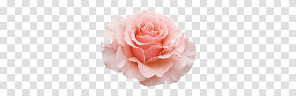 Flowers Yellow Rose Flower Aesthetic Pink Flowers, Plant, Blossom, Petal, Carnation Transparent Png