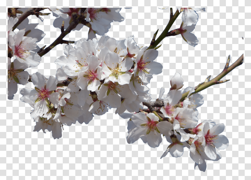 Flowersalmond Treefloweringcropped Imageflowery Free Real Flowers Background, Plant, Cherry Blossom, Geranium, Pollen Transparent Png