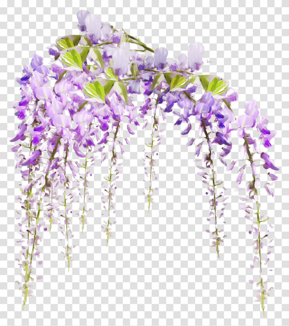 Flowersfreetoedit Wisteria Flower, Plant, Blossom, Lilac, Lupin Transparent Png