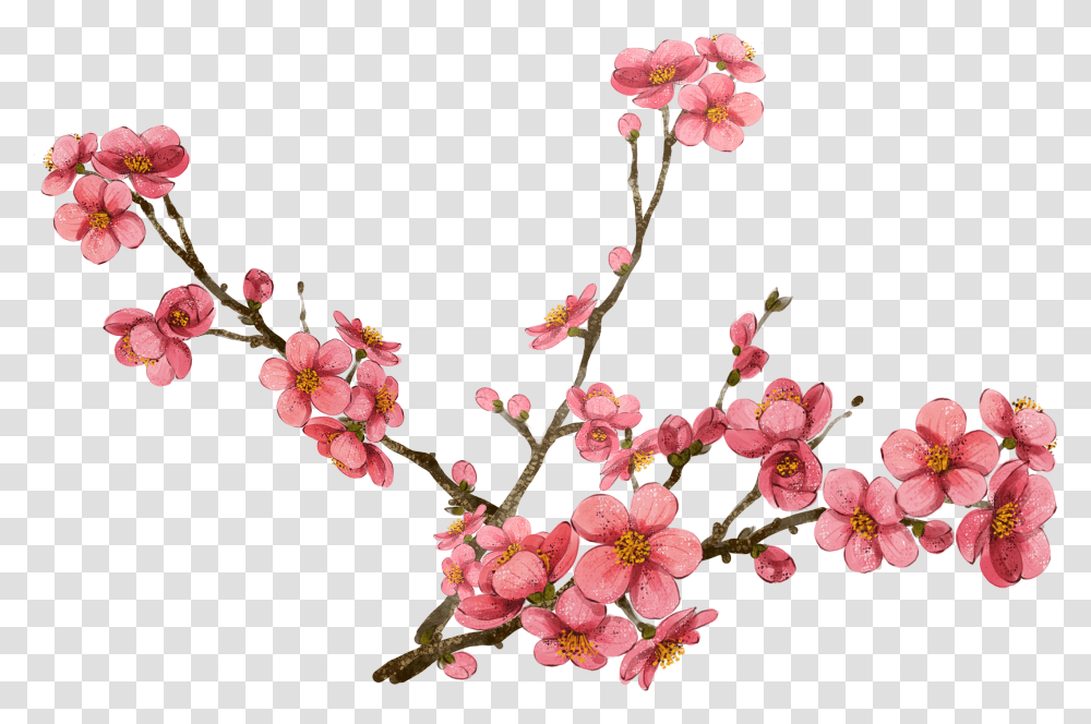 Flowersmoth Plant Plum Blossom Background, Cherry Blossom, Geranium, Acanthaceae, Petal Transparent Png