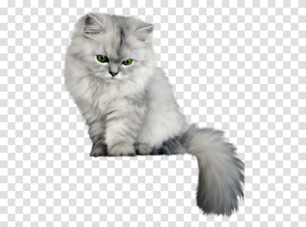 Fluffy Cat Background, Angora, Pet, Mammal, Animal Transparent Png