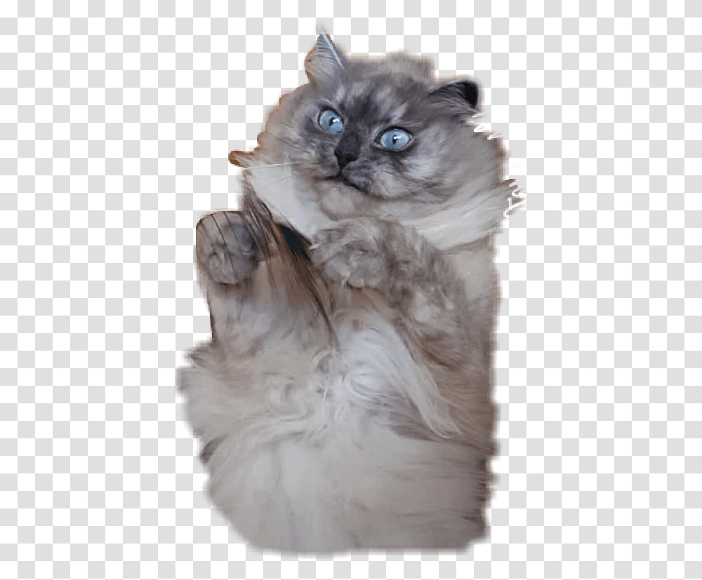 Fluffy Cat Hairy Scary Neva Angrycat Angry Grab British Longhair, Pet, Mammal, Animal, Siamese Transparent Png