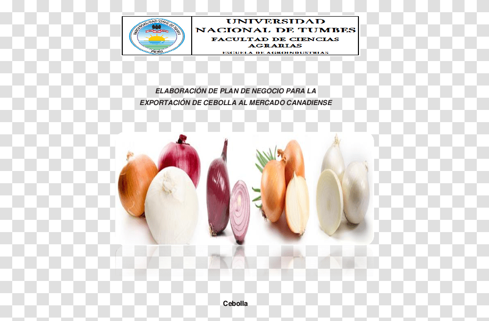 Flujo De Caja Proyectado A 5 Cultivo De Cebolla, Plant, Food, Vegetable, Shallot Transparent Png