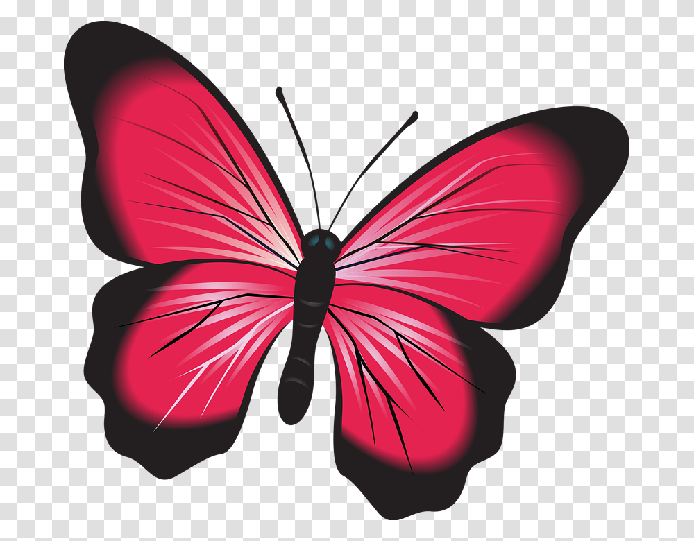 Fluturi, Insect, Invertebrate, Animal Transparent Png