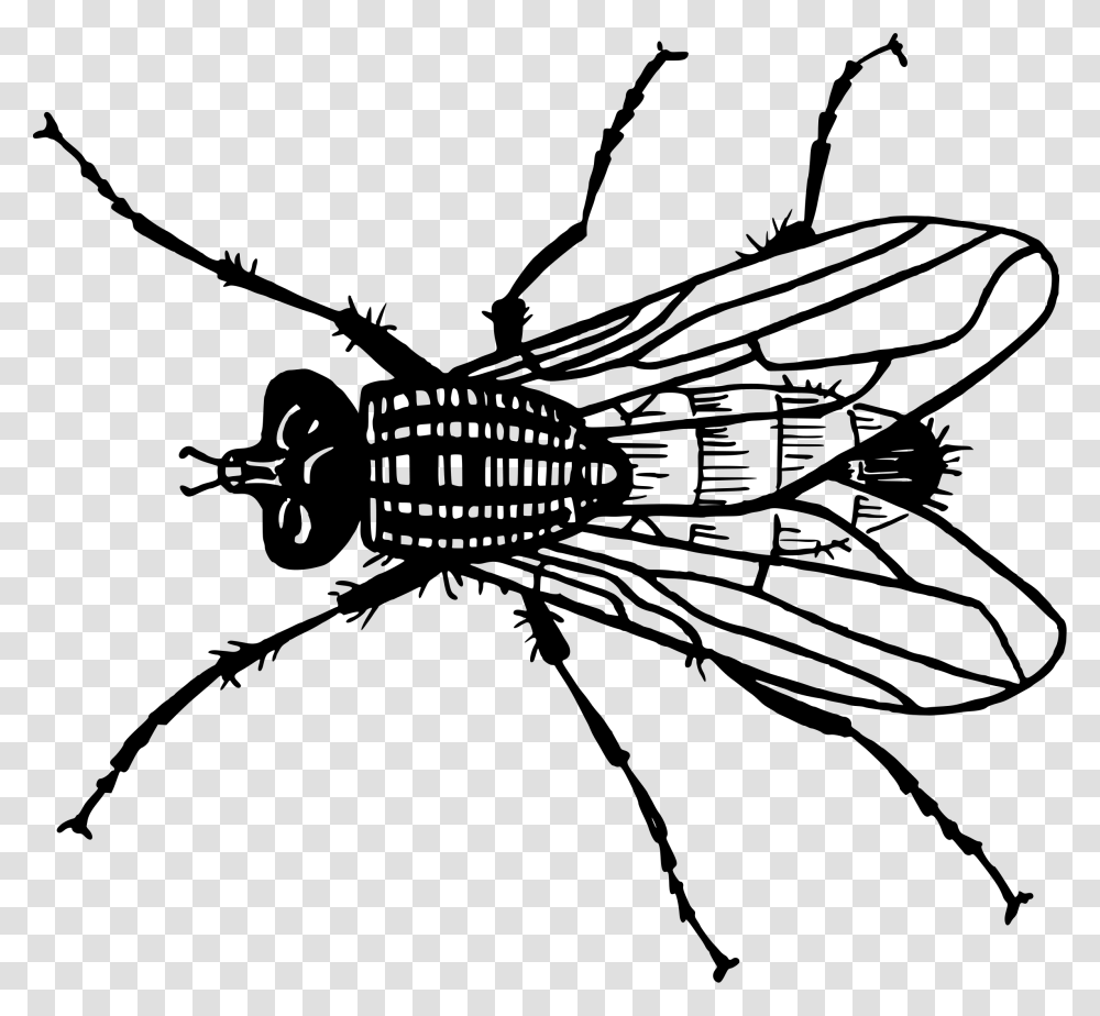 Fly 2 Clip Arts Fly Free Clip Art, Gray, World Of Warcraft Transparent Png