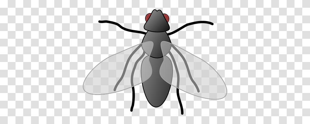 Fly Animals, Insect, Invertebrate, Photography Transparent Png