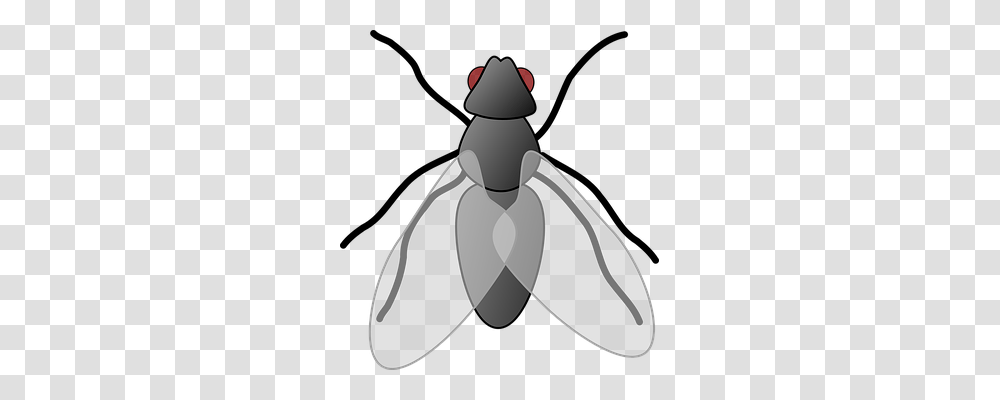 Fly Animals, Insect, Invertebrate, Photography Transparent Png