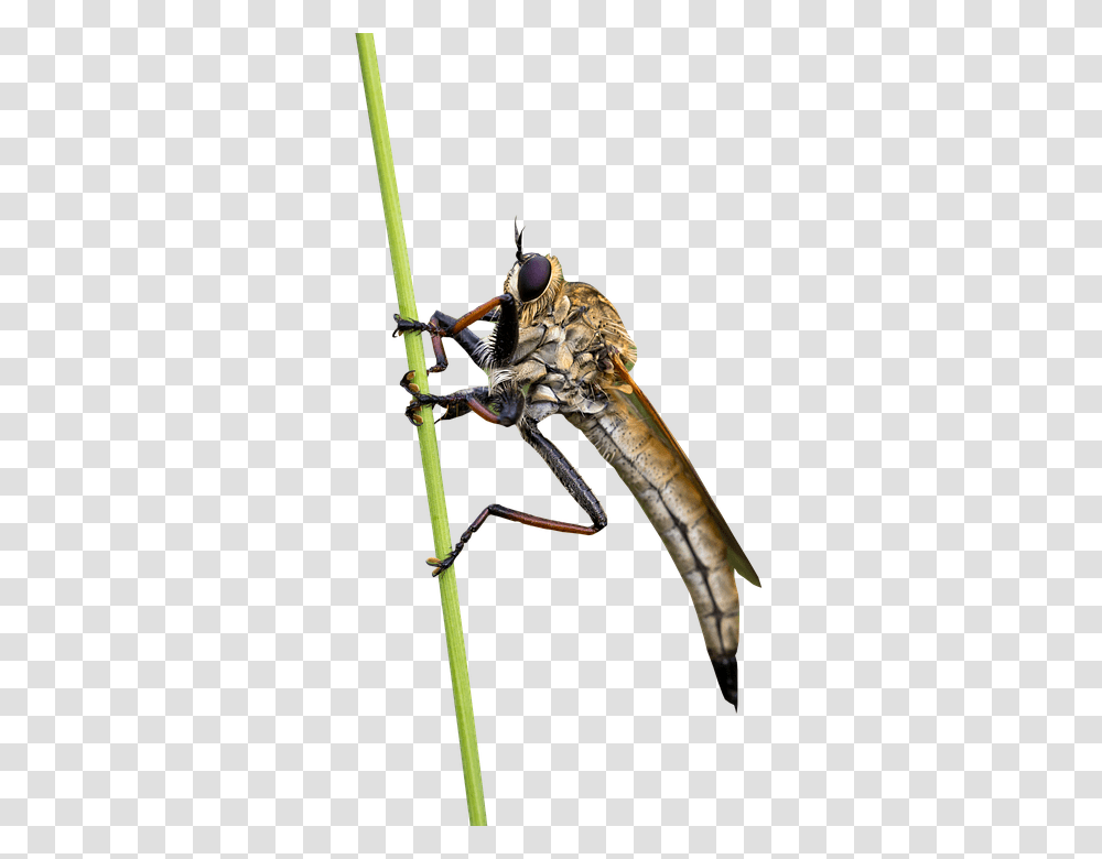 Fly 960, Insect, Animal, Invertebrate, Dragonfly Transparent Png
