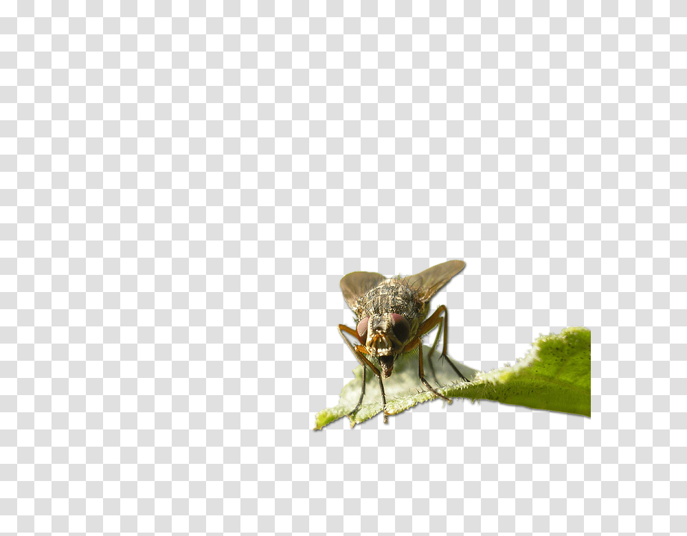 Fly 960, Insect, Invertebrate, Animal, Asilidae Transparent Png