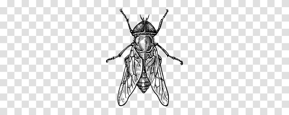 Fly Animals, Gray, World Of Warcraft Transparent Png