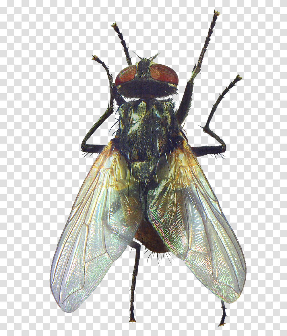 Fly Beetle Rendering Clipping Path Mosca, Insect, Invertebrate, Animal, Spider Transparent Png