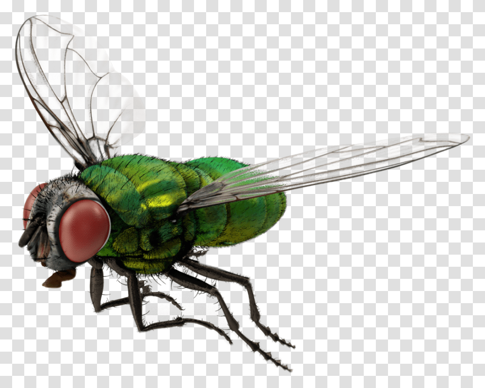 Fly Bug 3d Nature Freetoedit 3d Fly, Insect, Invertebrate, Animal, Asilidae Transparent Png