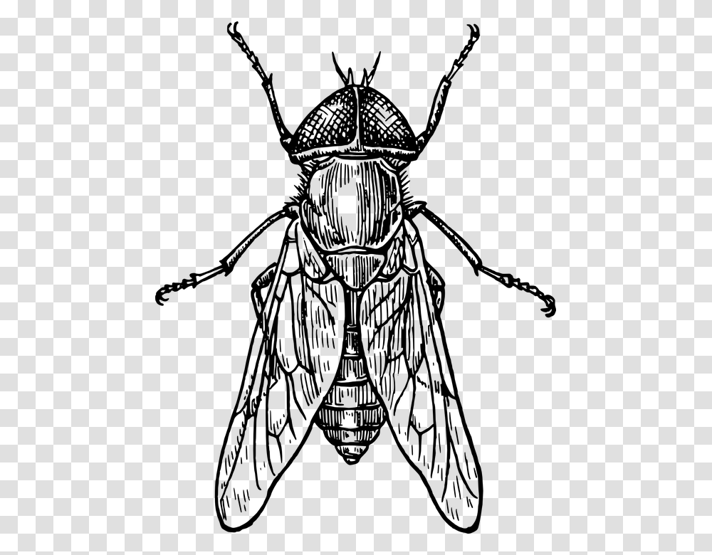 Fly Bug Wings Insect Gadfly Insect Black And White, Gray, World Of Warcraft Transparent Png
