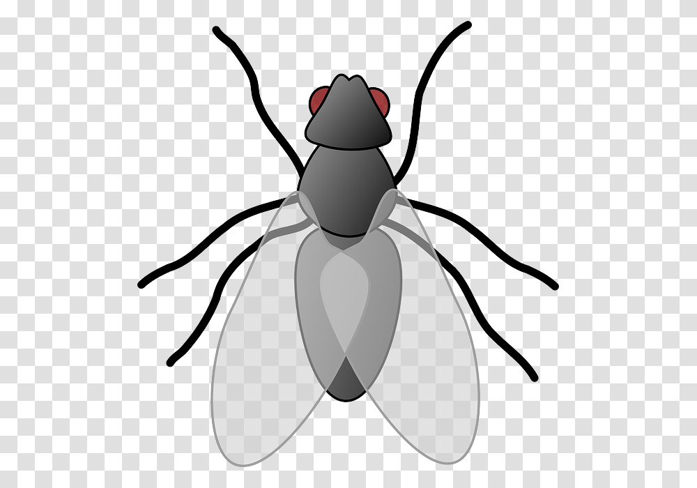 Fly Clip Art Clip Art, Insect, Invertebrate, Animal, Cockroach Transparent Png