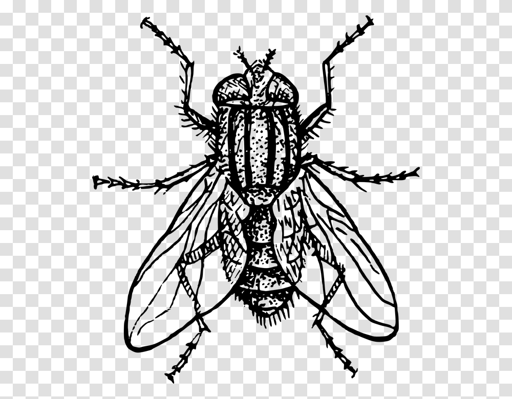 Fly Clipart Black And White, Gray, World Of Warcraft Transparent Png