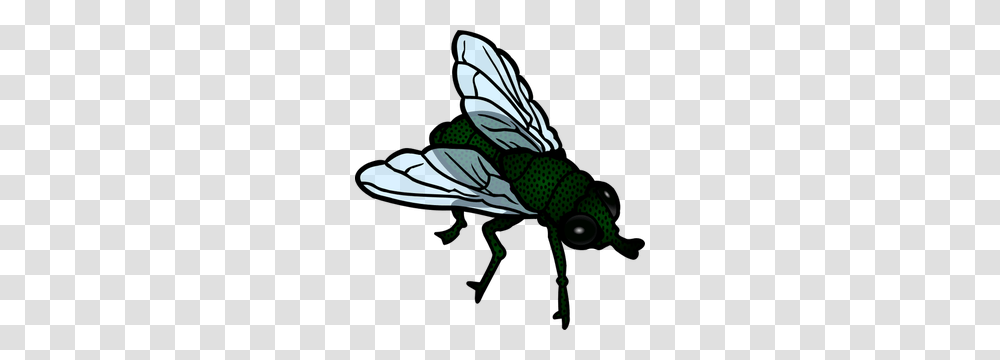 Fly Clipart Image, Insect, Invertebrate, Animal, Wasp Transparent Png