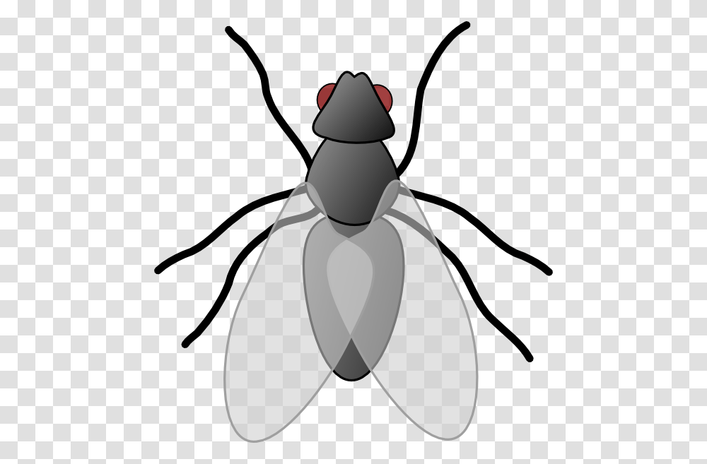Fly Clipart, Insect, Invertebrate, Animal, Cockroach Transparent Png