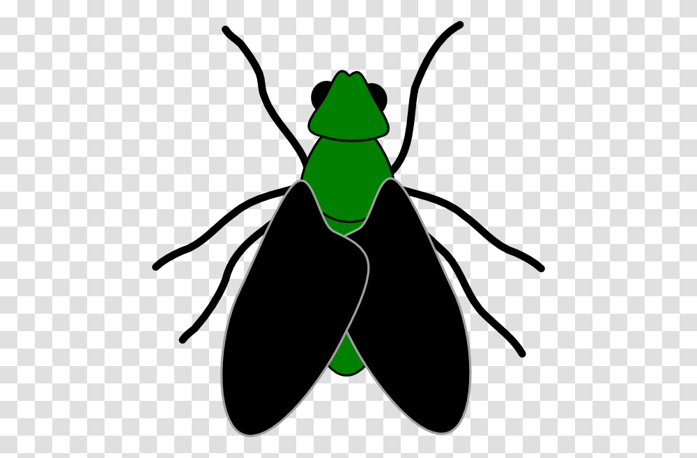 Fly Clipart, Insect, Invertebrate, Animal, Cockroach Transparent Png