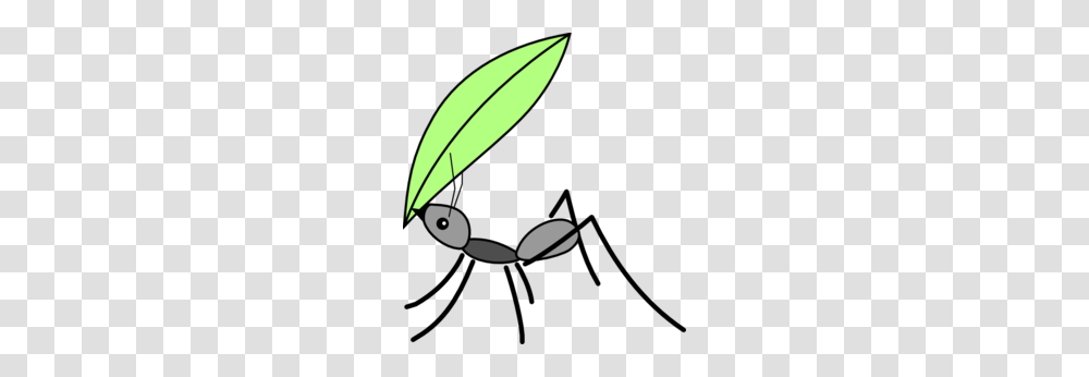 Fly Clipart, Leaf, Plant, Animal, Amphibian Transparent Png