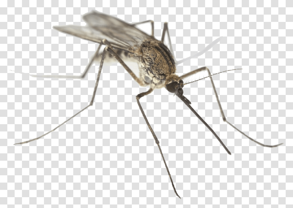 Fly Clipart Mosca Mosquito On White Background, Insect, Invertebrate, Animal Transparent Png
