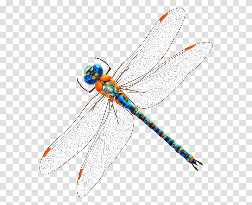 Fly Dragonfly Invertebrate Clipart Clip Art Watercolor Drawing Dragonfly, Insect, Animal, Anisoptera Transparent Png