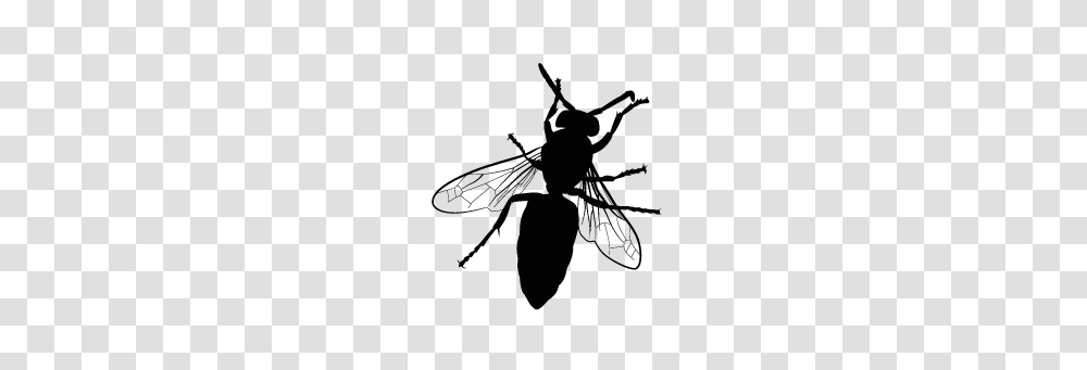 Fly Extermination Groupe Az Extermination, Insect, Invertebrate, Animal, Firefly Transparent Png