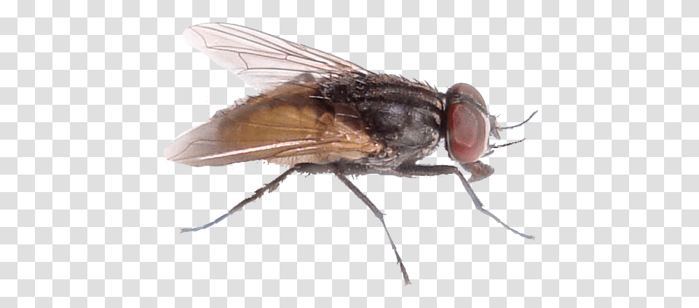 Fly File House Fly, Insect, Invertebrate, Animal, Asilidae Transparent Png
