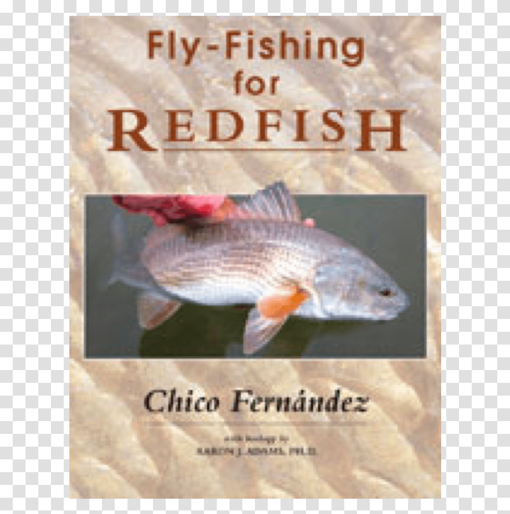 Fly Fishing For RedfishClass Fly Fishing For Redfish 21.6 X 1.6 X 27.9 Cm, Animal, Carp, Perch, Mullet Fish Transparent Png
