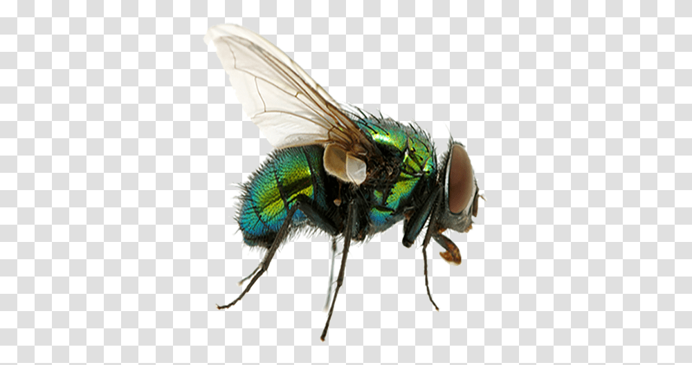 Fly Fly, Insect, Invertebrate, Animal, Asilidae Transparent Png