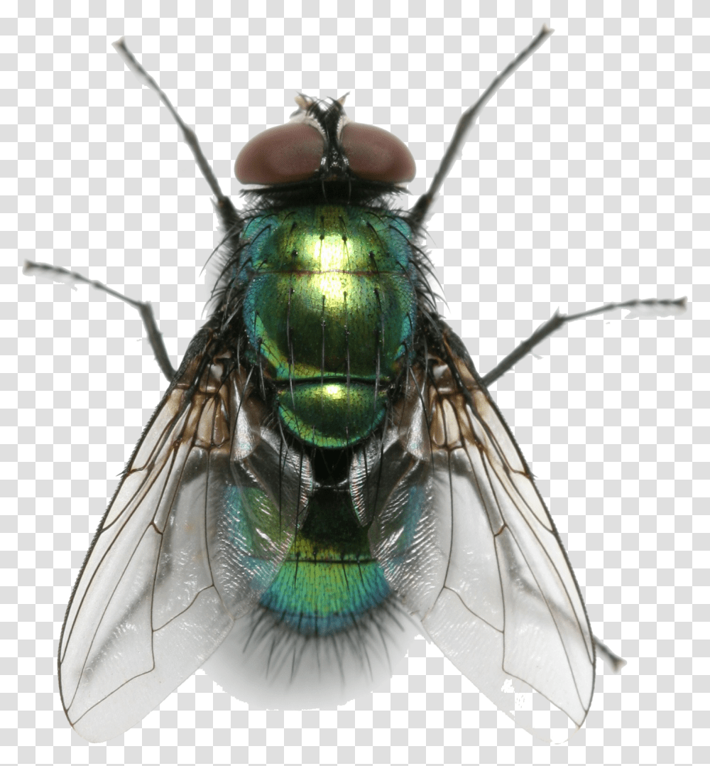 Fly Free Background Fly, Insect, Invertebrate, Animal, Asilidae Transparent Png