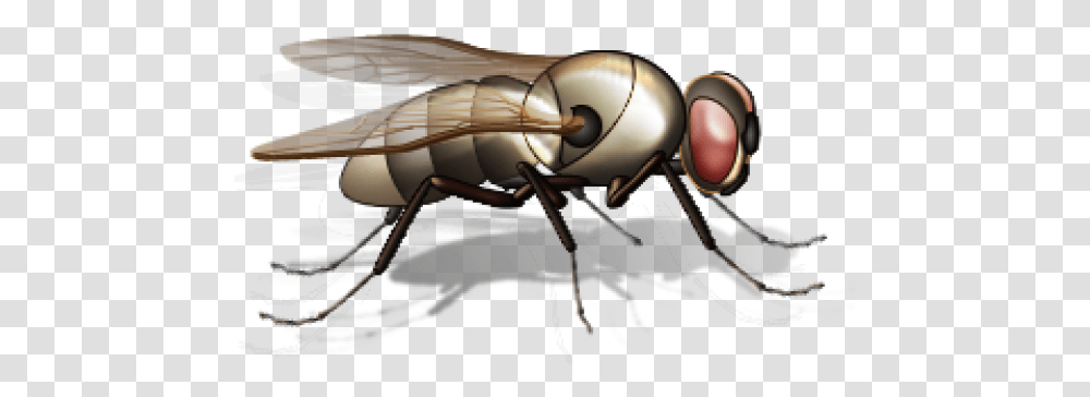 Fly Free Image Download Small Insects, Invertebrate, Animal, Wasp, Bee Transparent Png
