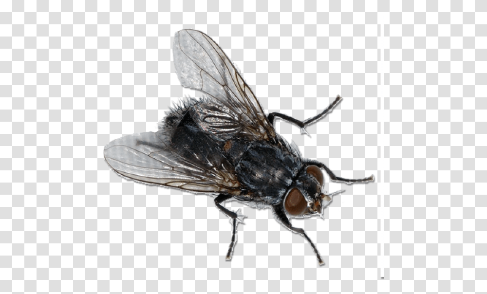 Fly Free Image Fly, Insect, Invertebrate, Animal, Asilidae Transparent Png