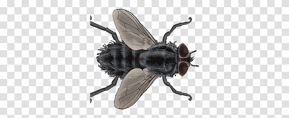 Fly Gif Insect, Invertebrate, Animal, Asilidae, Bee Transparent Png