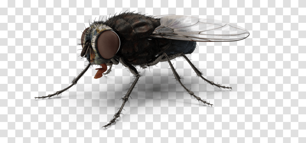 Fly H03 2k House Fly, Insect, Invertebrate, Animal, Asilidae Transparent Png