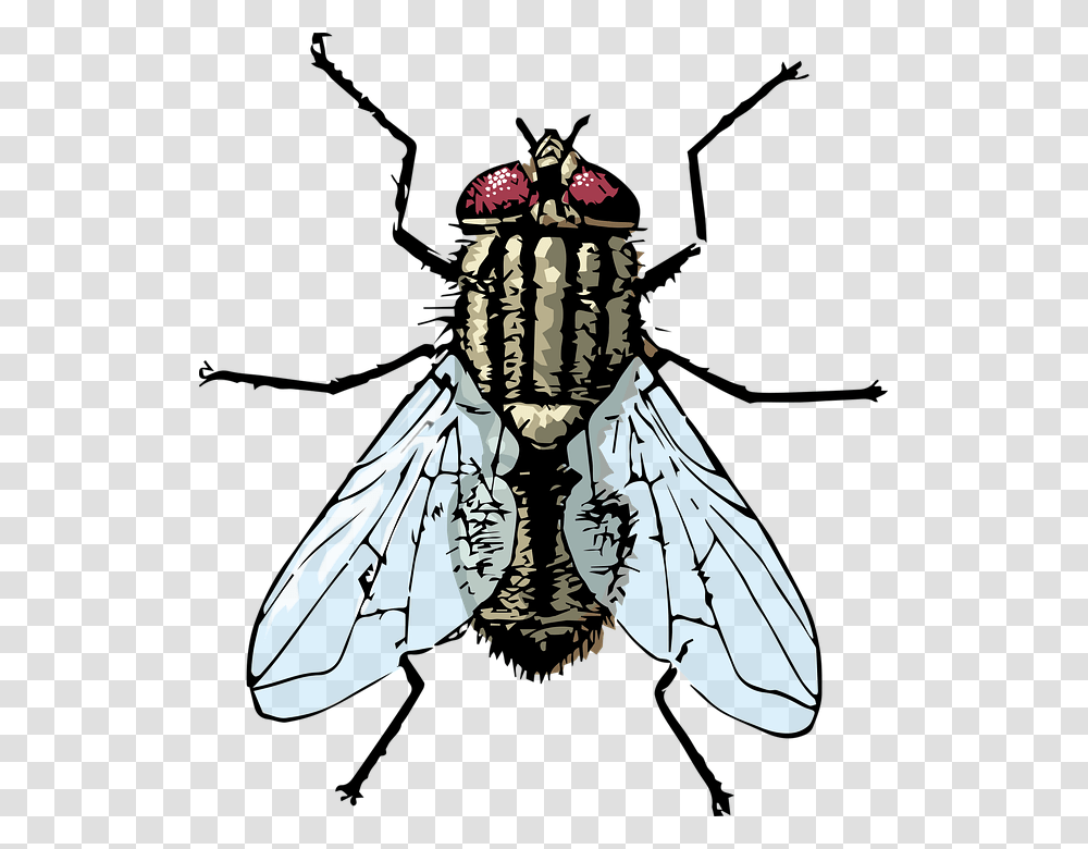 Fly Housefly Bug House Fly, Insect, Invertebrate, Animal, Butterfly Transparent Png