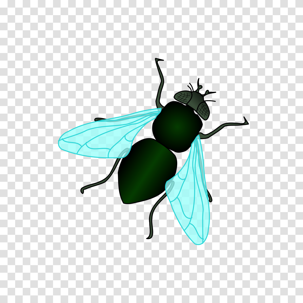 Fly Housefly Clipart, Insect, Invertebrate, Animal, Wasp Transparent Png